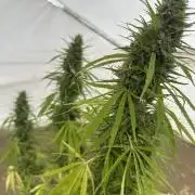 Genius Juice x C99 Outdoor Grow