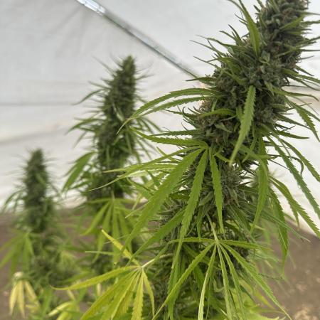 Genius Juice x C99 Outdoor Grow