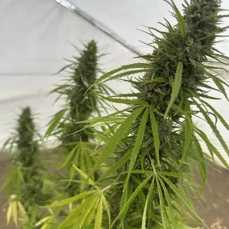Genius Juice x C99 Outdoor Grow