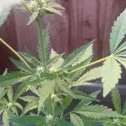 Frostbanger Outdoor