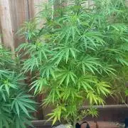 Genius Juice x C99 Outdoor Grow