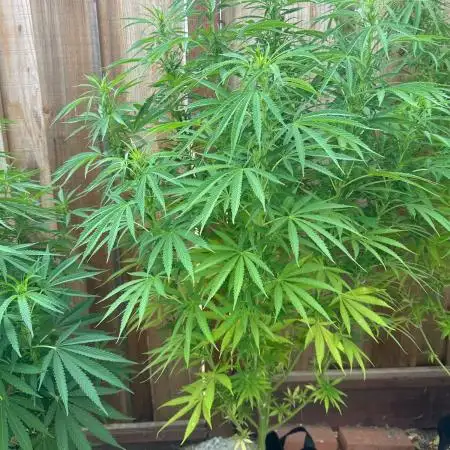 Genius Juice x C99 Outdoor Grow