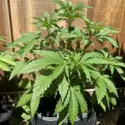 Fast Buds Mix Pack FF Outdoor