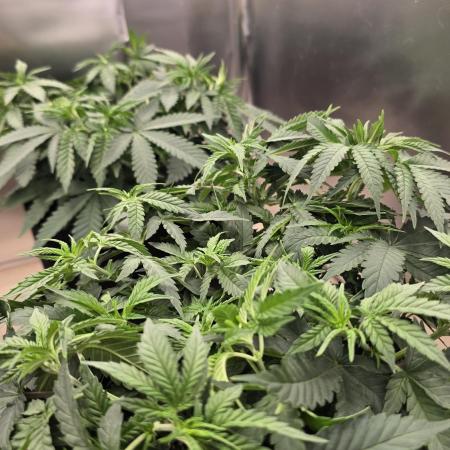 2026 First Grow