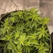 First grow, Cookies gelato auto, RQS