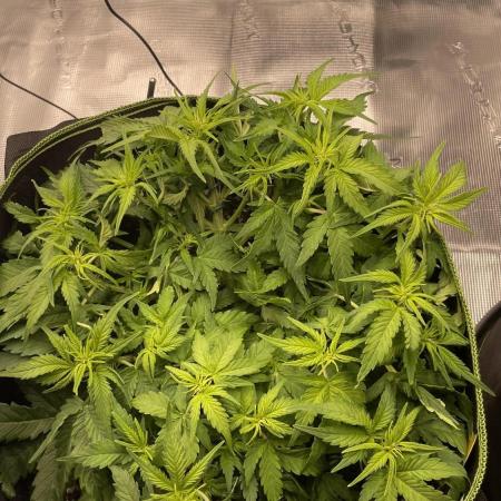 First grow, Cookies gelato auto, RQS