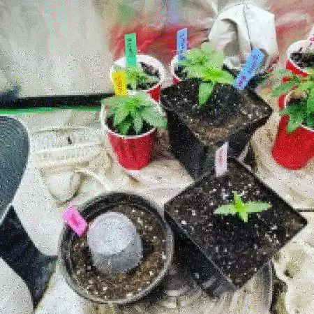  copycat genetics 