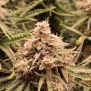 CBD Crack Auto & Blueberry Auto