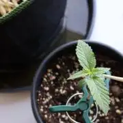 Super Skunk in My Garden  | Organic
