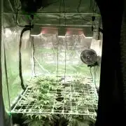 2nd German Grow