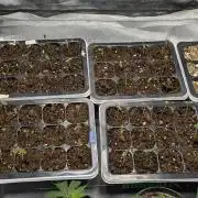 Midwest Nacho Bar Pheno Hunt