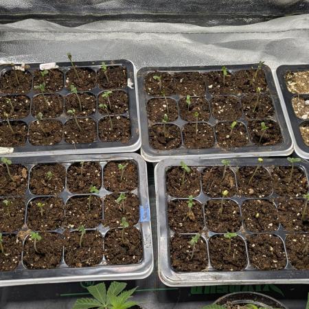 Midwest Nacho Bar Pheno Hunt