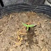 Pineapple express auto 42 fast buds