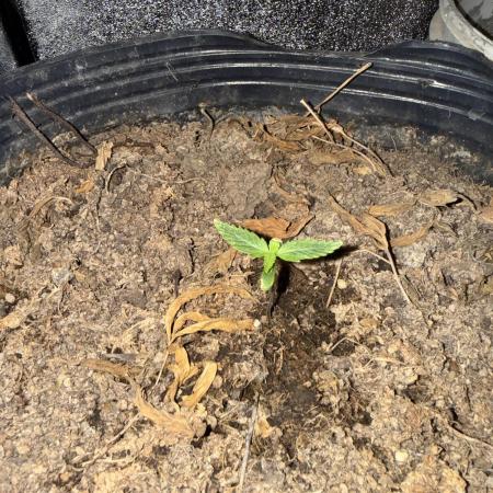 Pineapple express auto 42 fast buds