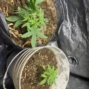 Pineapple express auto 42 fast buds