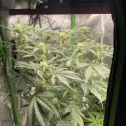2nd Grow 2x2