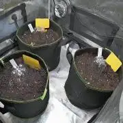 Apple Strudel Auto Fast Buds