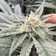 Breeder Cuts