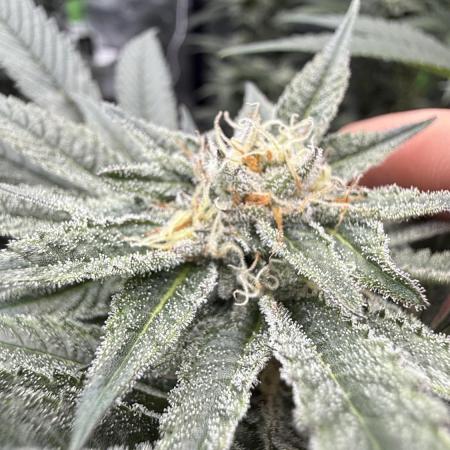 Breeder Cuts