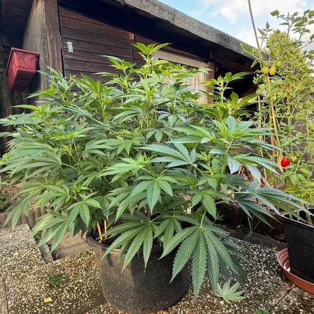 RS11 x Banana OG Outdoor 2026