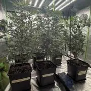 Breeder Cuts