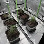 Breeder Cuts and Seeds #2