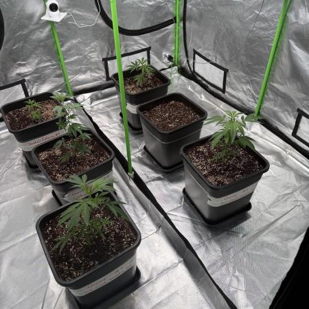 Breeder Cuts and Seeds #2