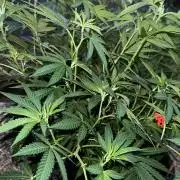 RS11 x Banana OG Outdoor 2026