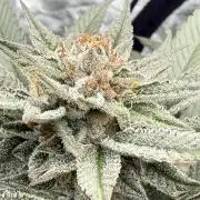 Breeder Cuts