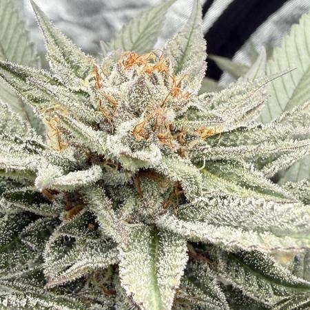 Breeder Cuts