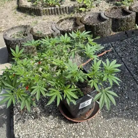RS11 x Banana OG Outdoor 2026