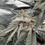 Breeder Cuts