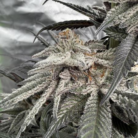 Breeder Cuts