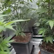 GasosGrow