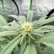 Gasos Grow 2#