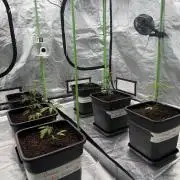 Breeder Cuts #2