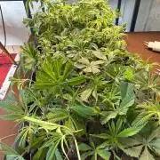 First Self made clones