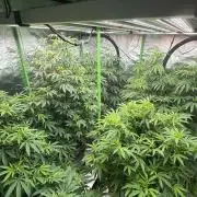 Breeder Cuts and Seeds #2