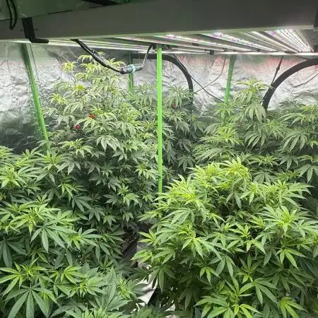 Breeder Cuts and Seeds #2