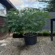 RS11 x Banana OG Outdoor 2026