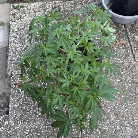 RS11 x Banana OG Outdoor 2026