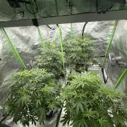 Breeder Cuts and Seeds #2