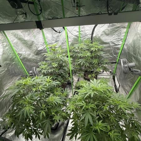 Breeder Cuts and Seeds #2