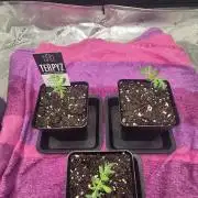 Mentha De Croco F2 - TerpyZ