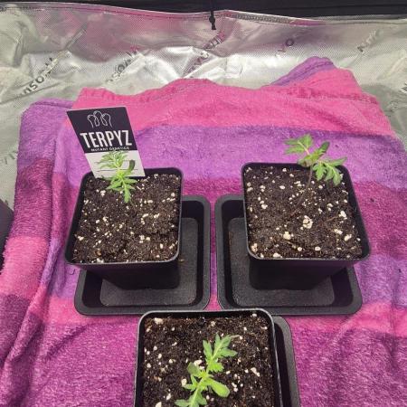 Mentha De Croco F2 - TerpyZ