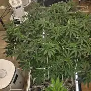 The chronic