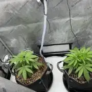 Alchemic Gardens R&D