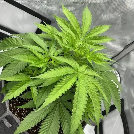 Alchemic Gardens R&D