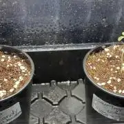 Alchemic Gardens R&D