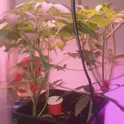 Seedman seeds northern lights auto